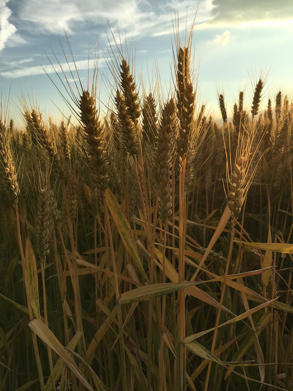 nature field cereals free photo