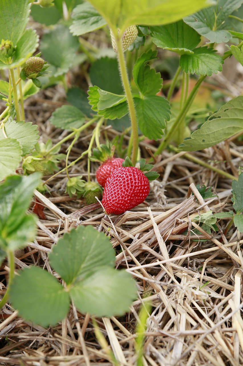 nature plant strawberry free photo