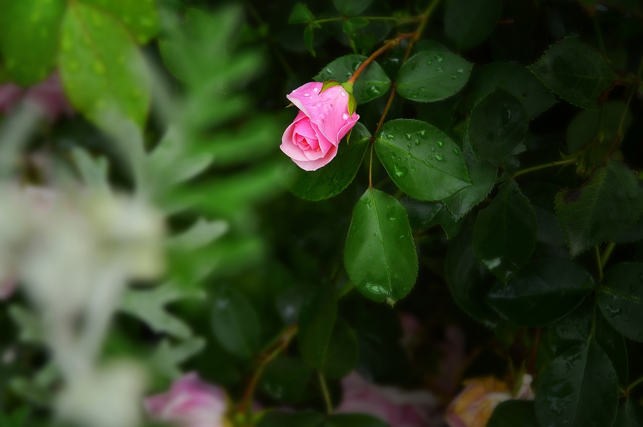 nature flowers rose free photo