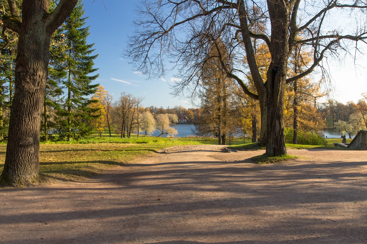 nature landscape trees free photo