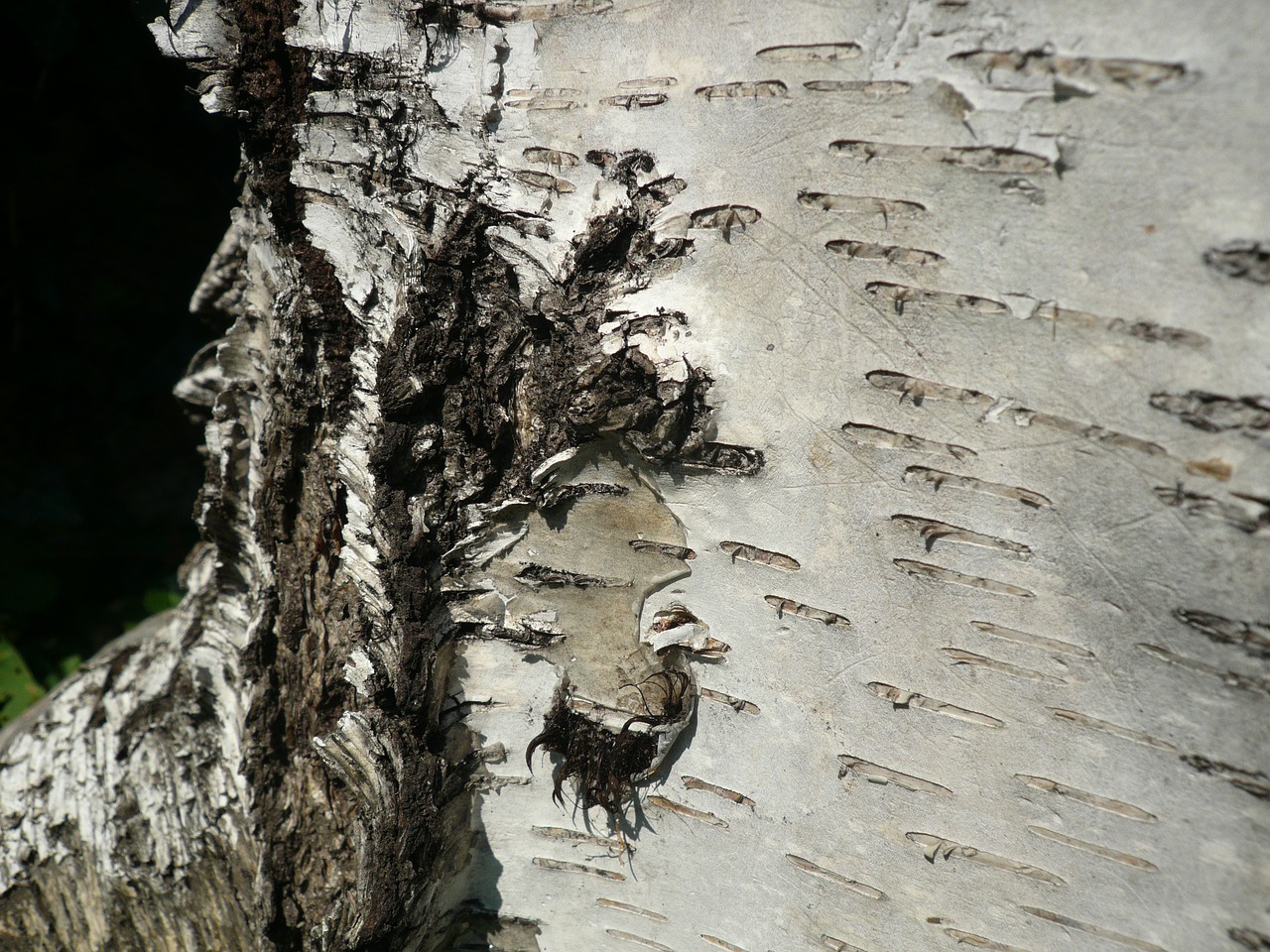 nature bark tree free photo