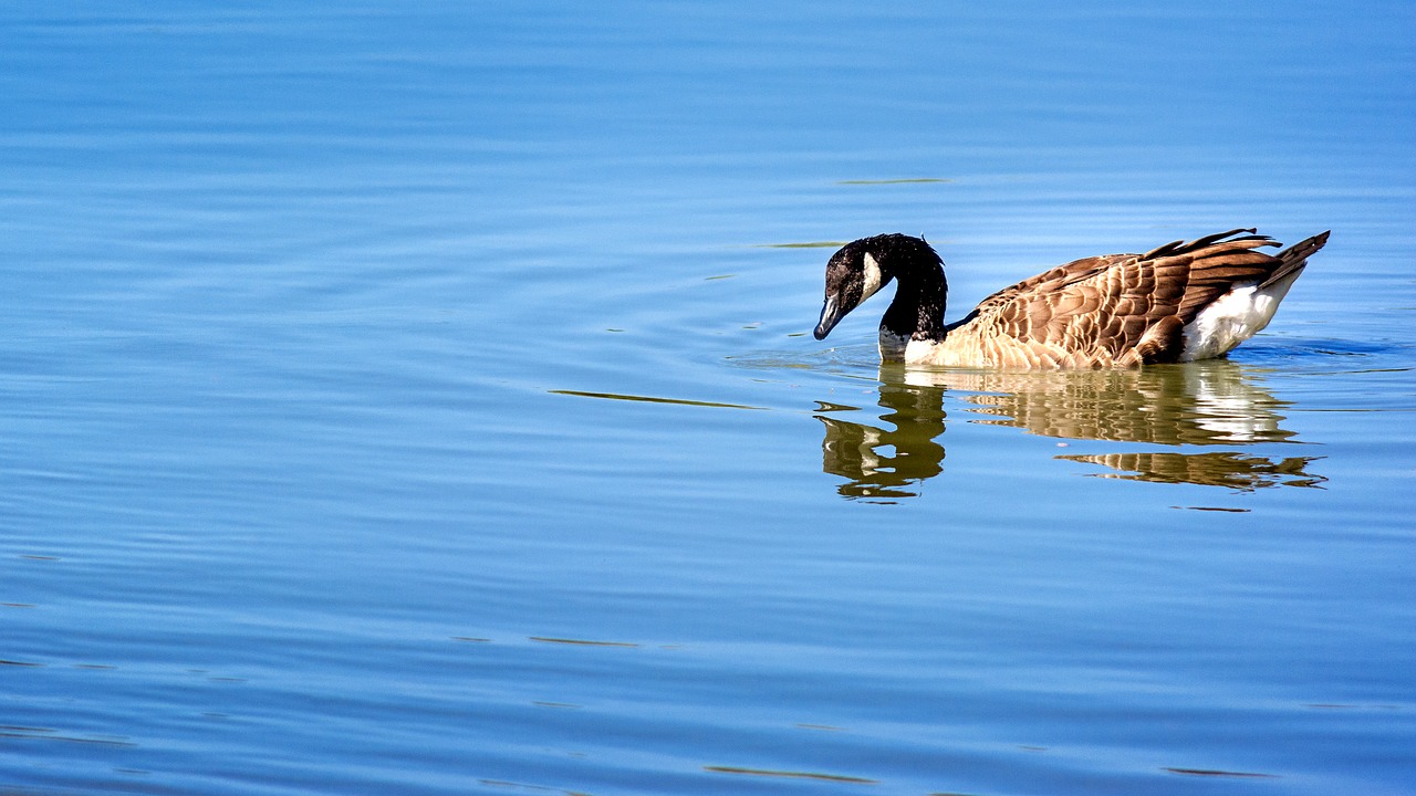 nature animal duck free photo