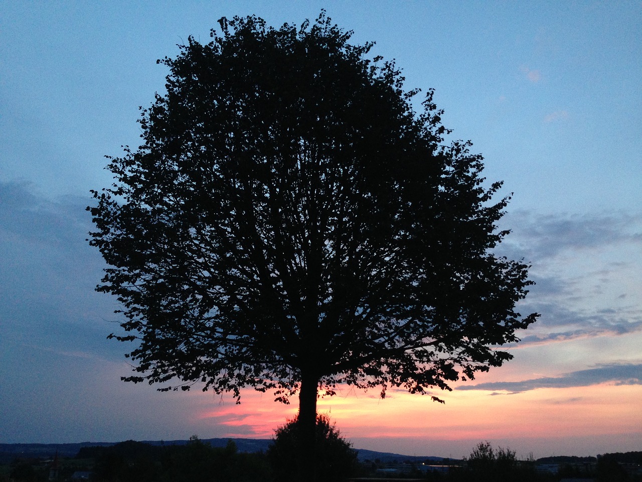 nature tree sunset free photo