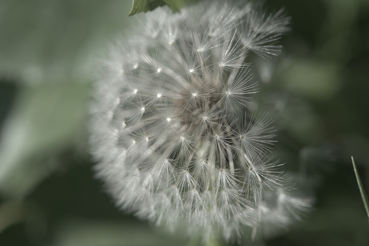 nature dandelion flower free photo