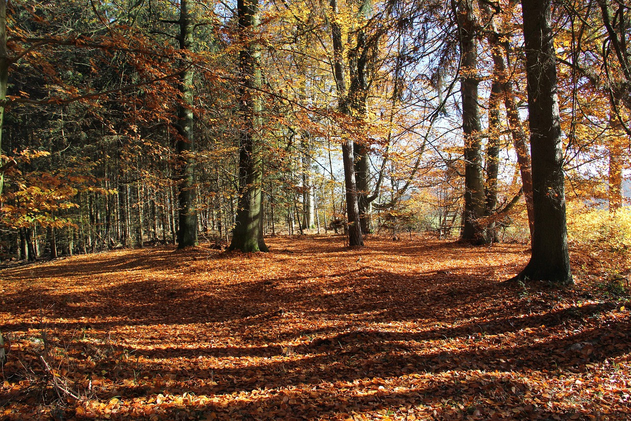 nature landscape forest free photo