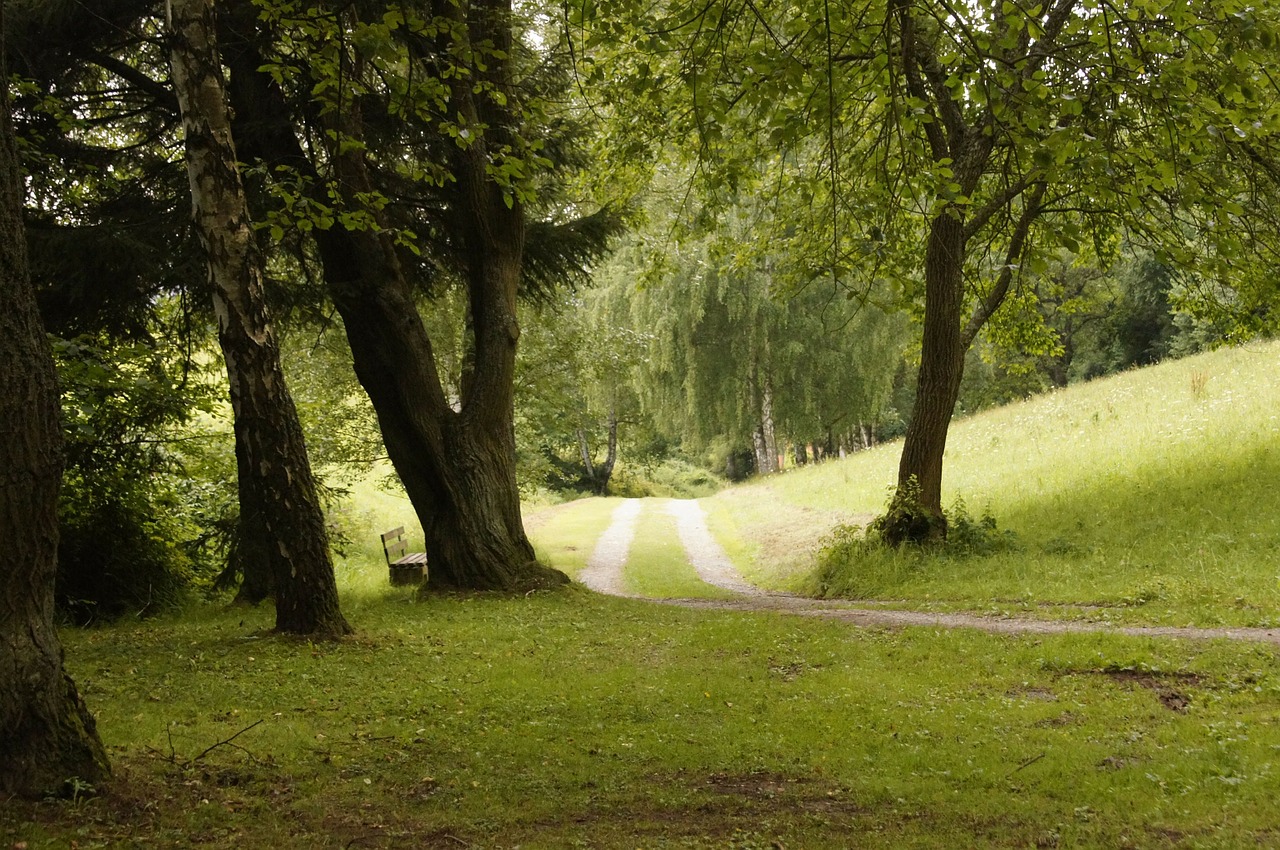 nature trees away free photo