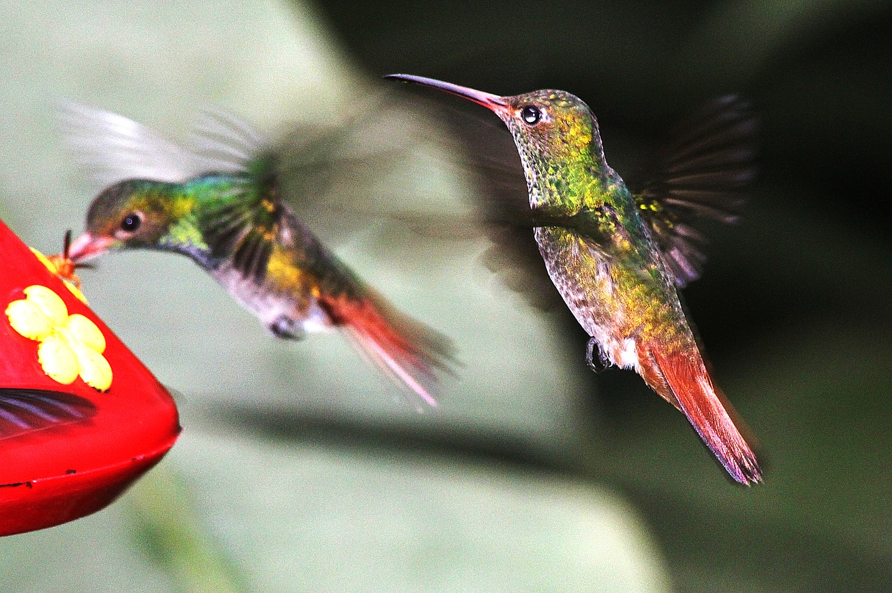 nature birds hummingbirds free photo