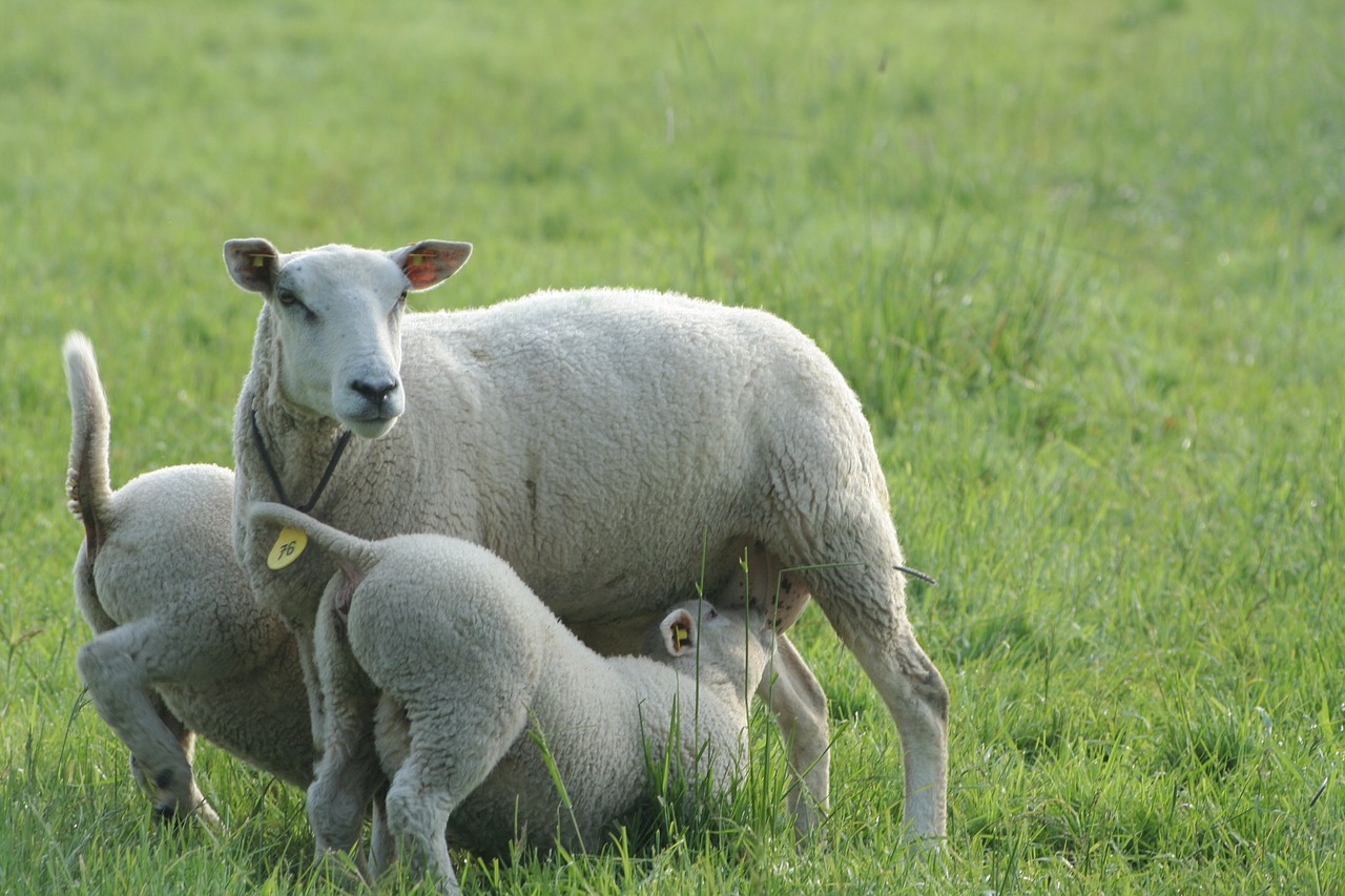 nature lamb lambs free photo