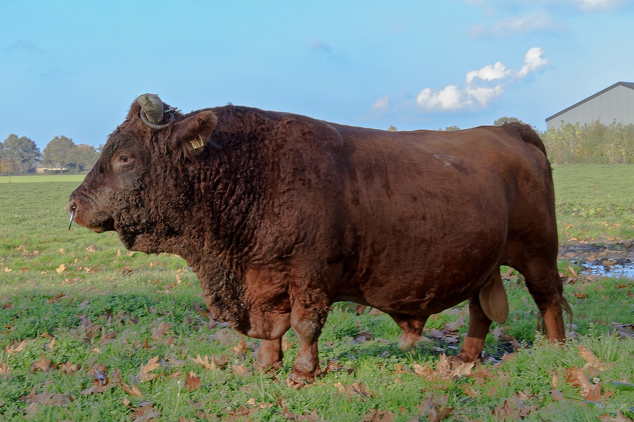 nature bull pasture free photo