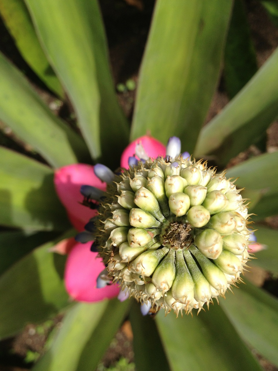 nature flower macro free photo