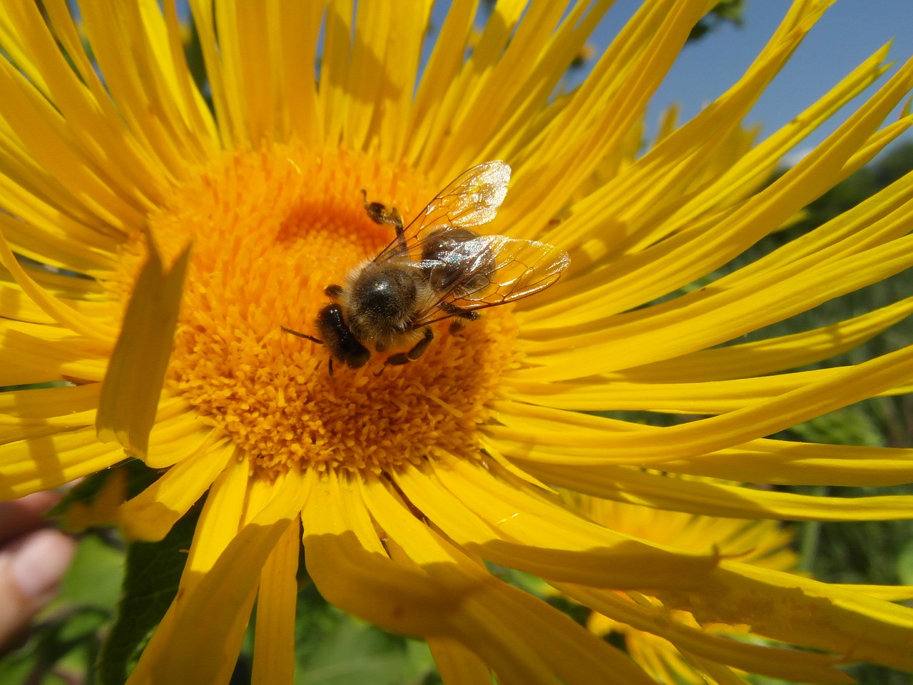 nature sunflower bee free photo