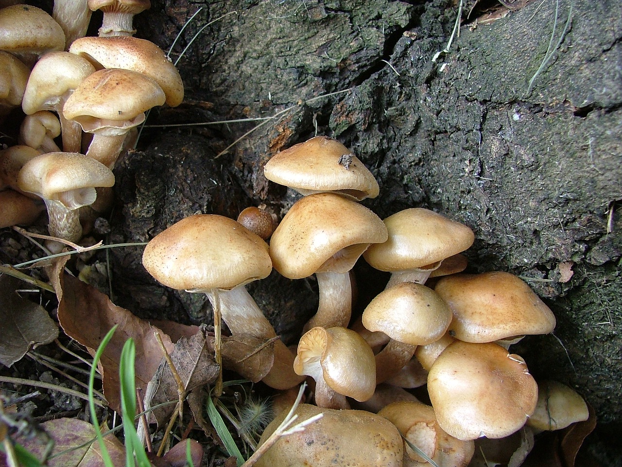 nature mushroom mushroom group free photo
