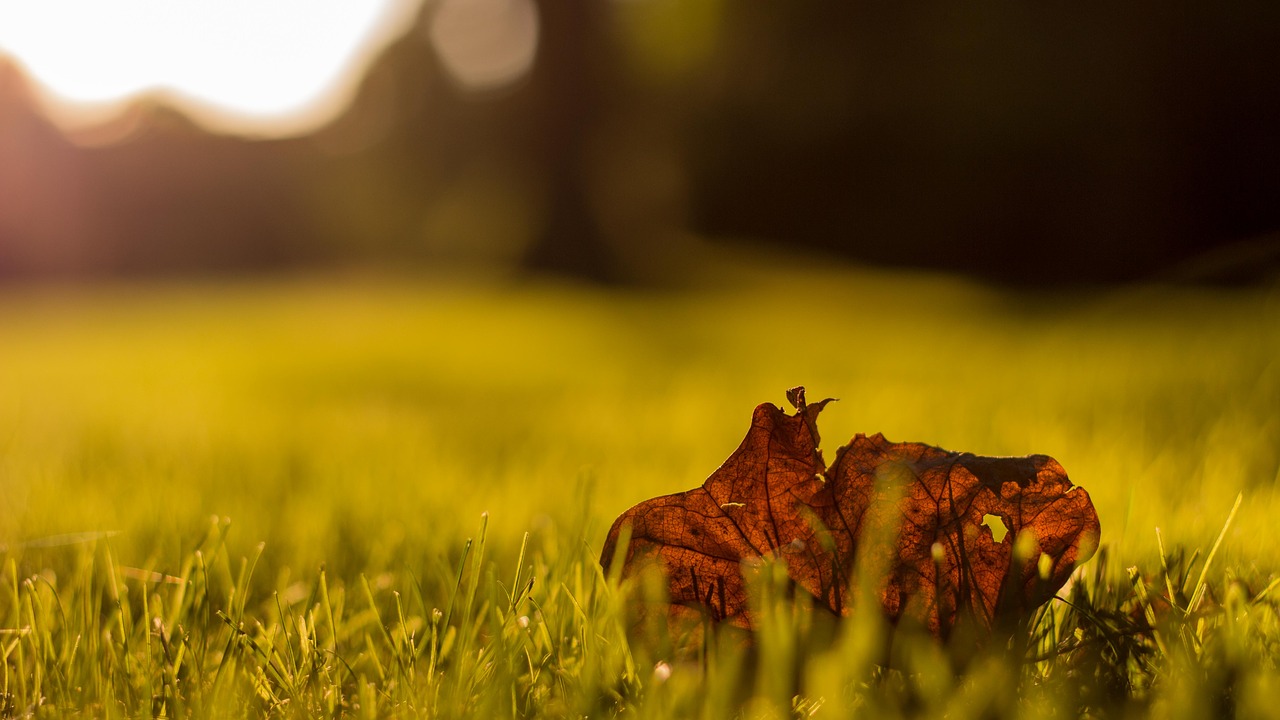 nature landscape autumn free photo