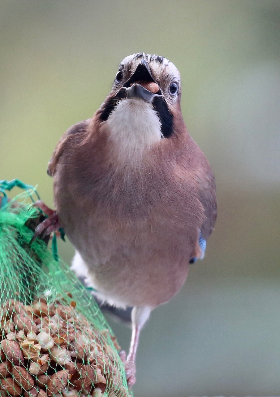 nature animals birds free photo