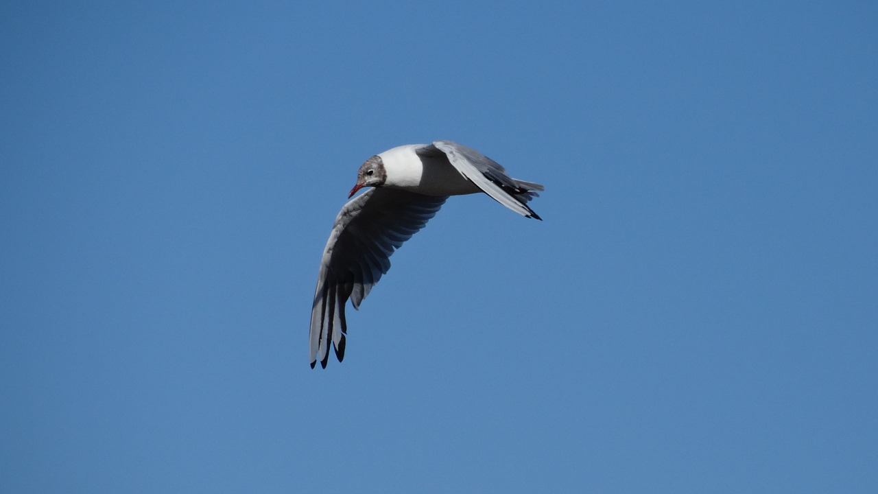 nature bird in flight common tern free photo