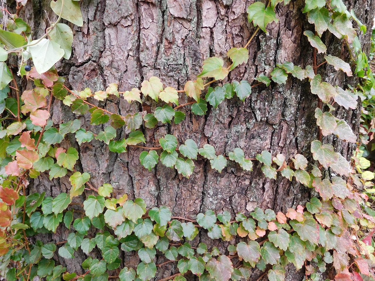 nature leaf vine free photo