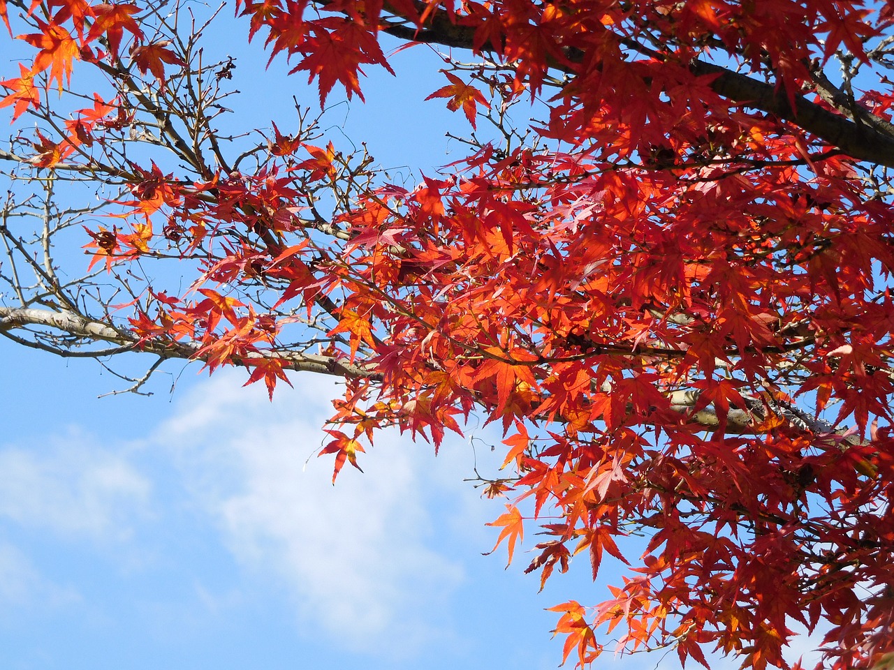 nature leaf red free photo