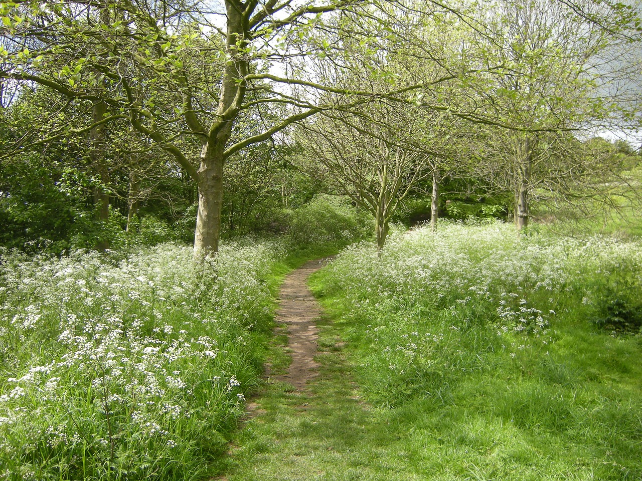 nature walkway path free photo