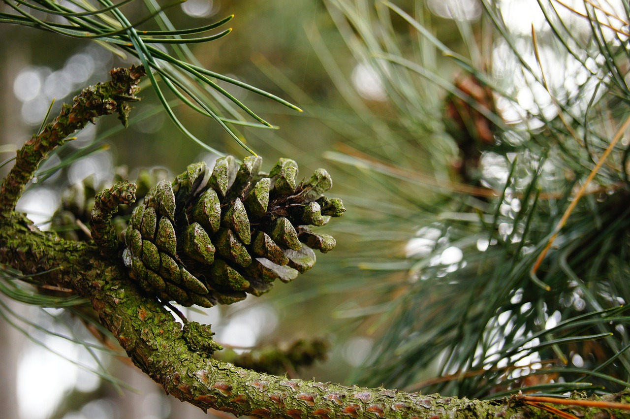 nature fir pine free photo