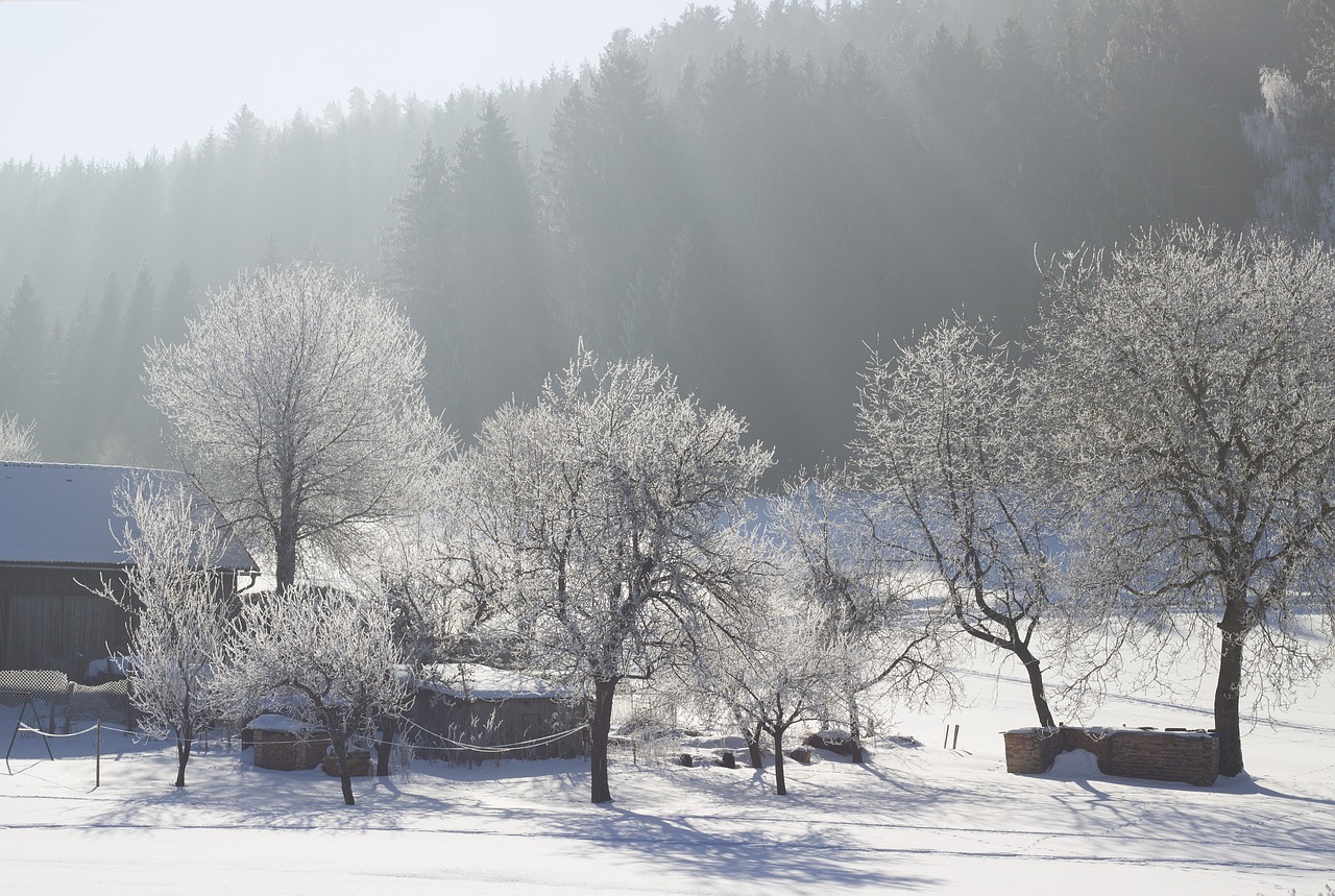 nature winter snow free photo