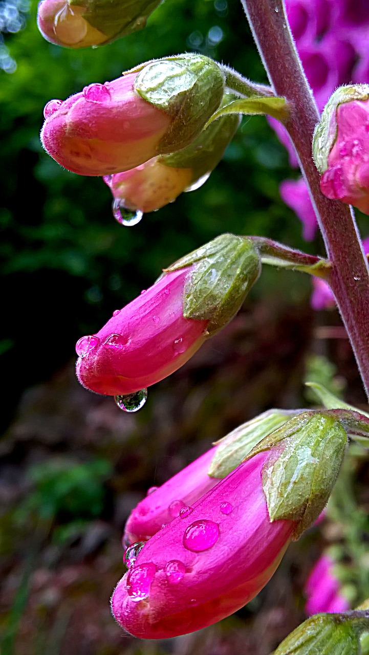 nature drop plant free photo