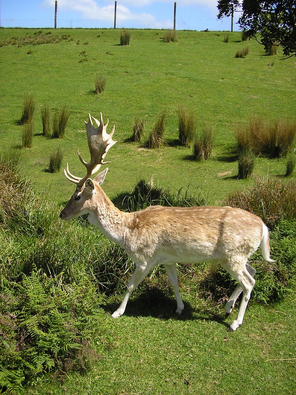 nature reindeer deer free photo