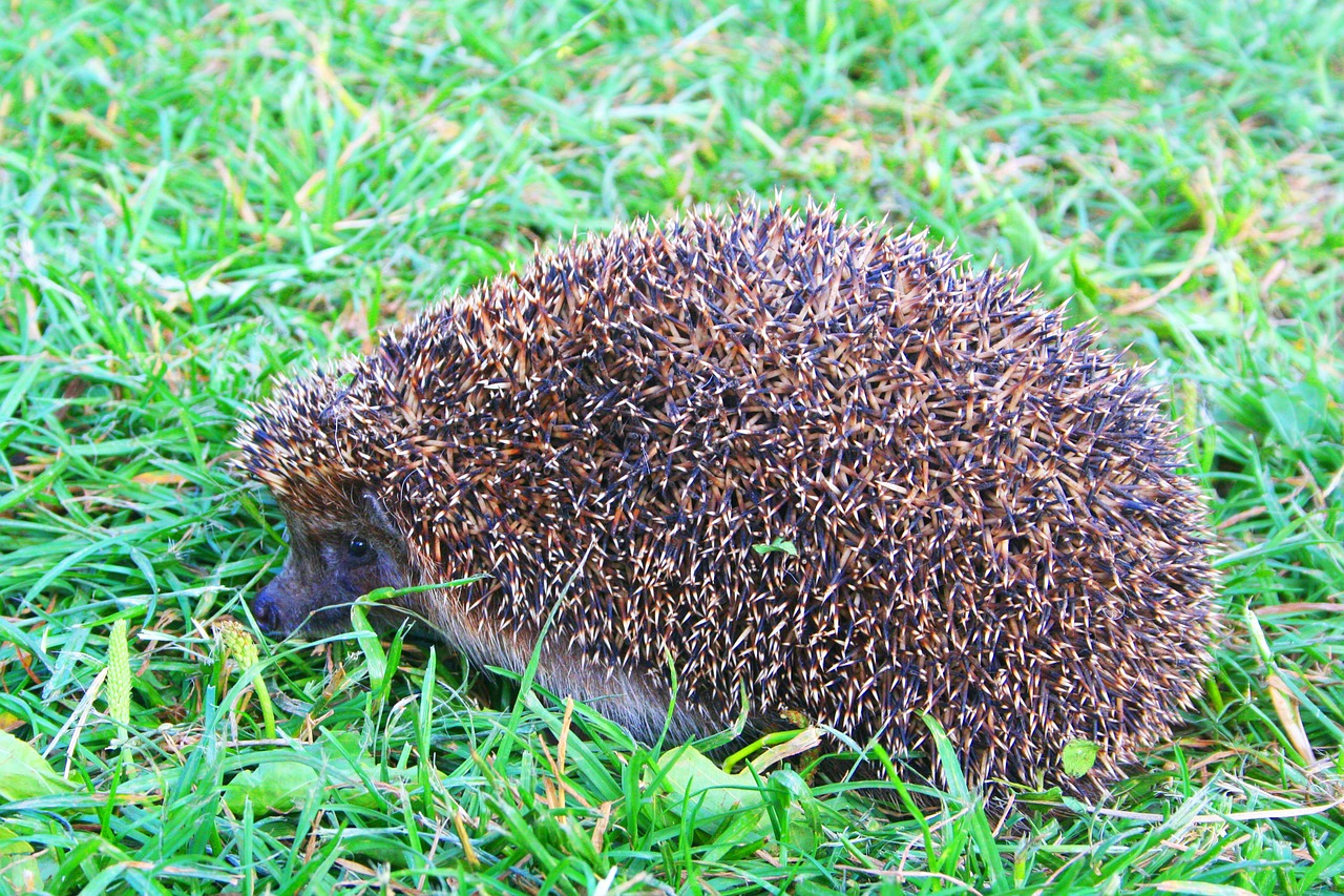 nature hedgehog crew cut free photo