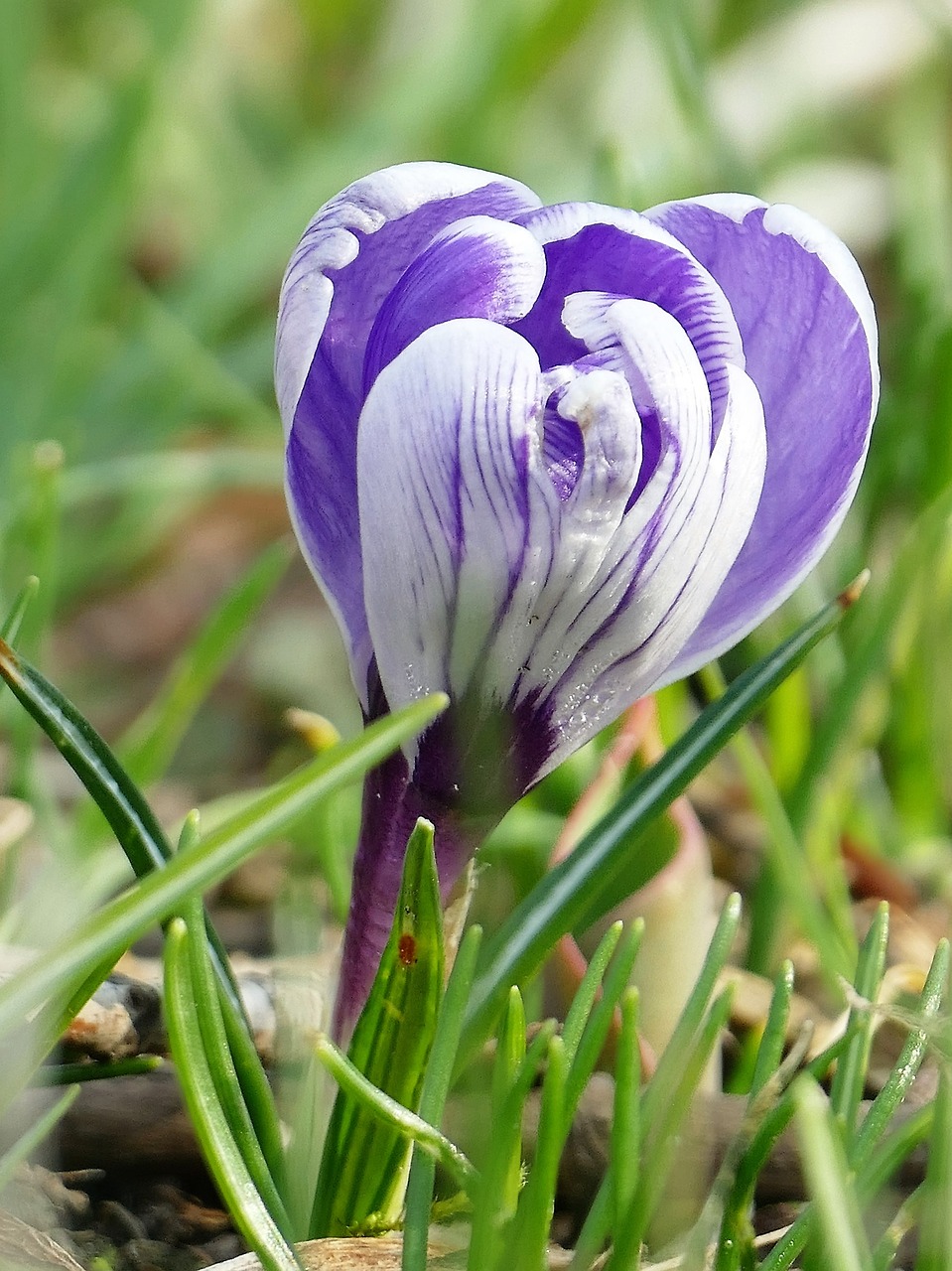 nature spring flower free photo