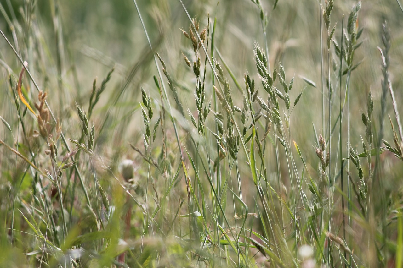 nature landscape grass free photo