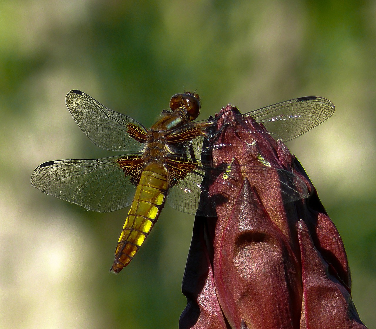 nature dragonfly color free photo