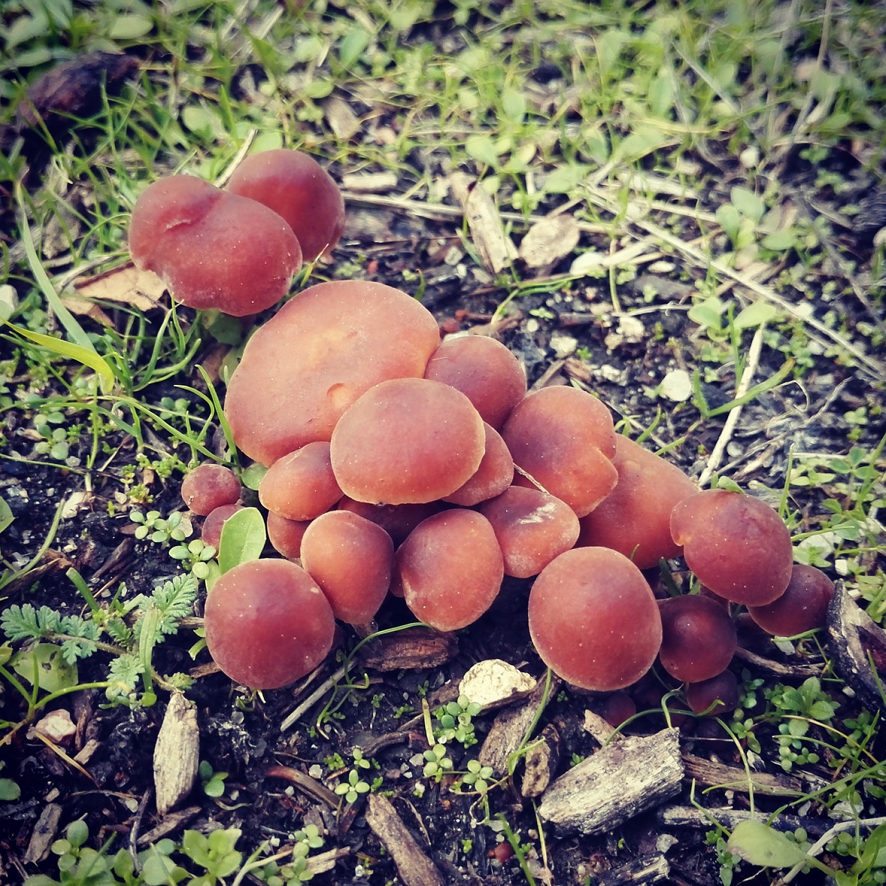 nature mushrooms green free photo