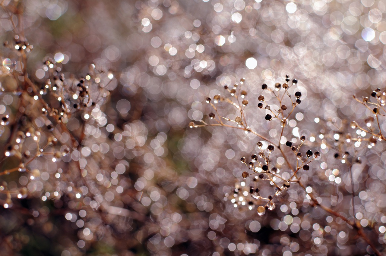 nature flowers rain free photo