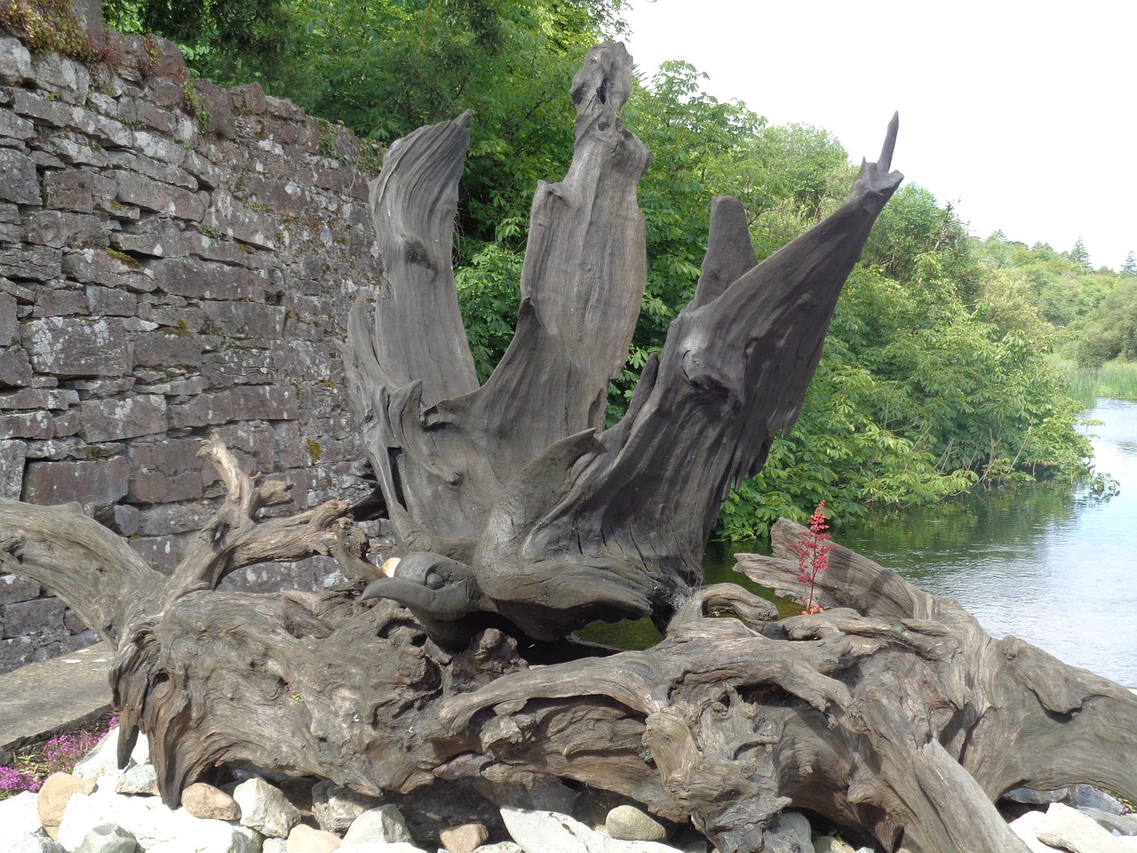 nature tree roots ireland free photo