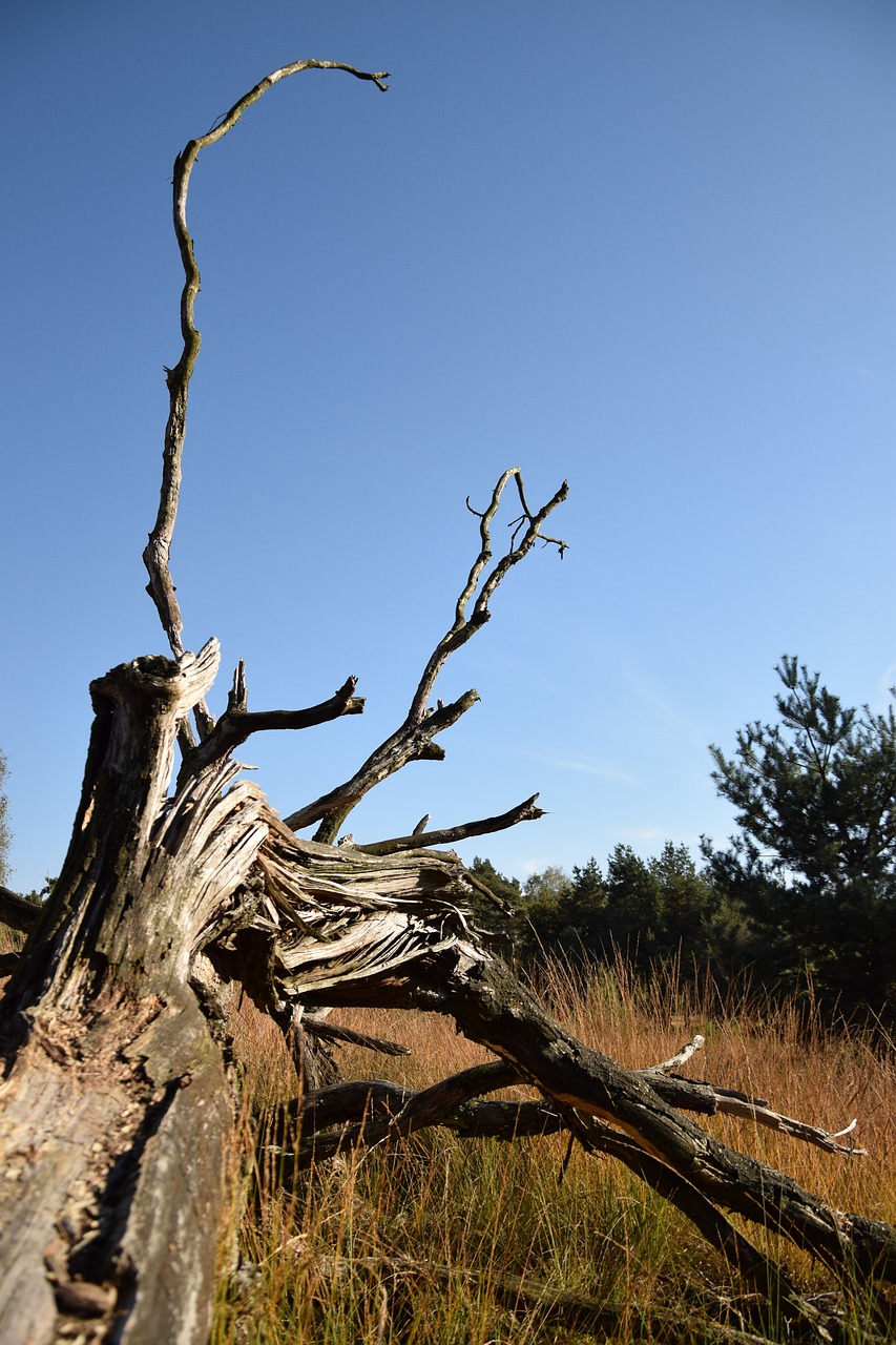nature branches heide free photo