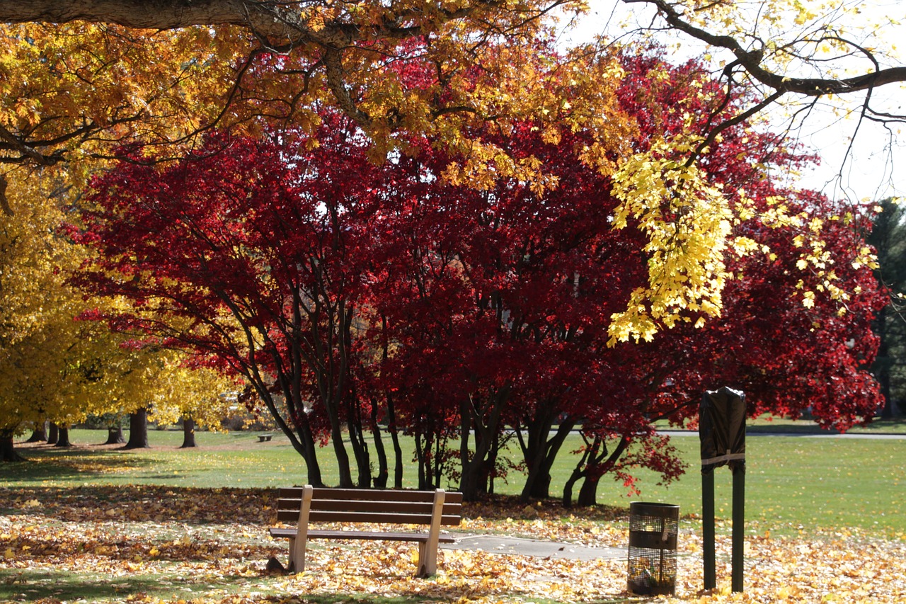 nature trees outside free photo