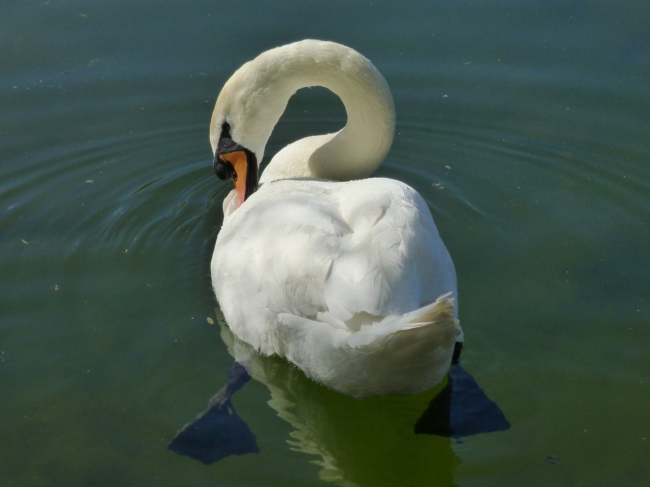 nature duck bird white swan free photo