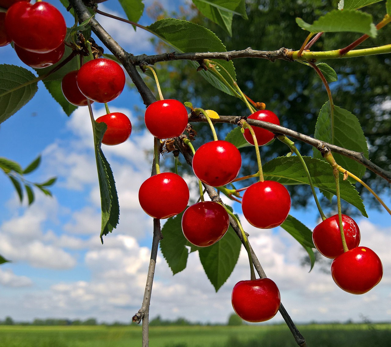 nature spring sweet free photo