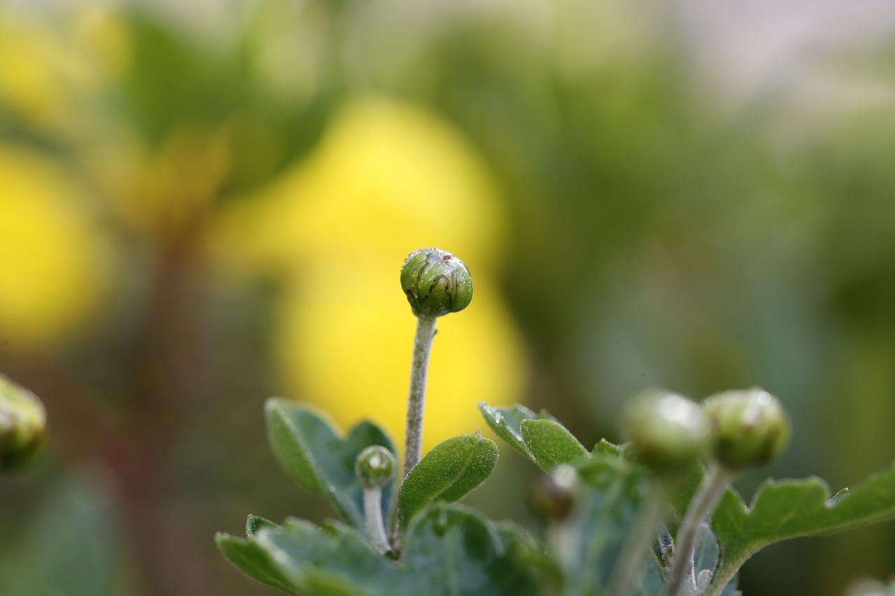 nature spring flowers free photo