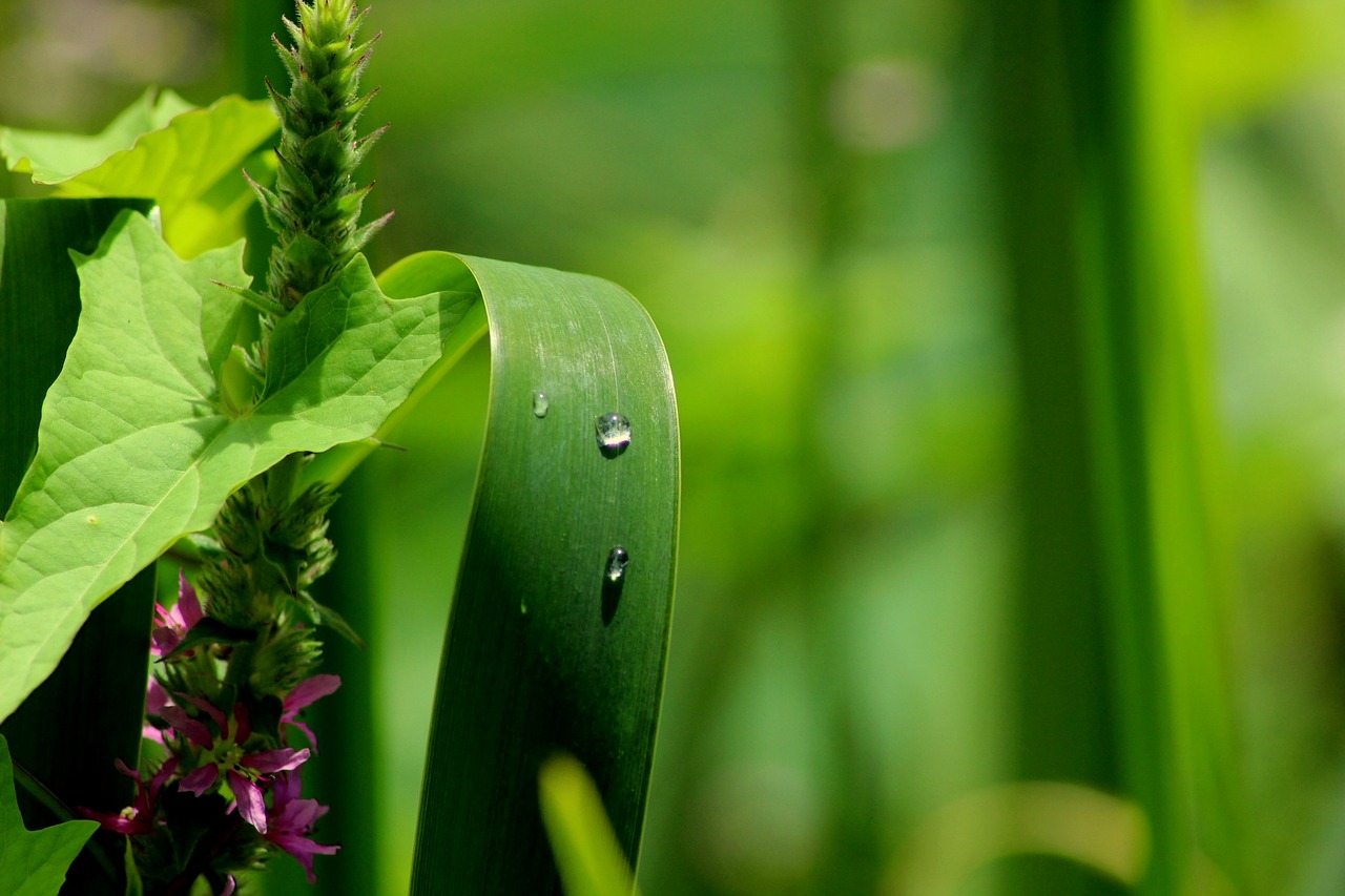 nature background green free photo