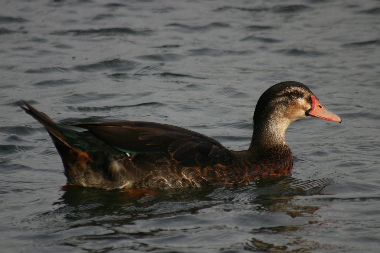 nature duck swim free photo