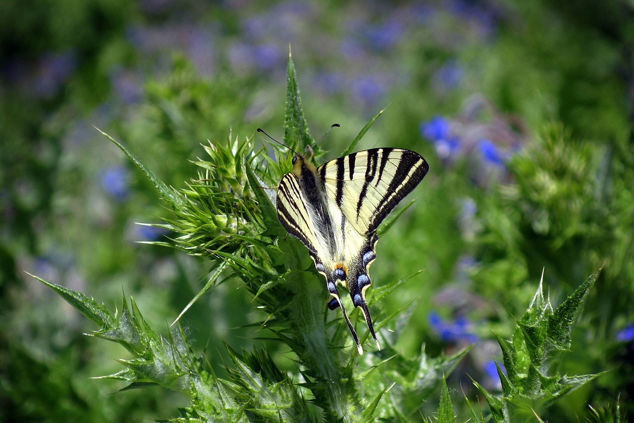 nature butterfly macro free photo