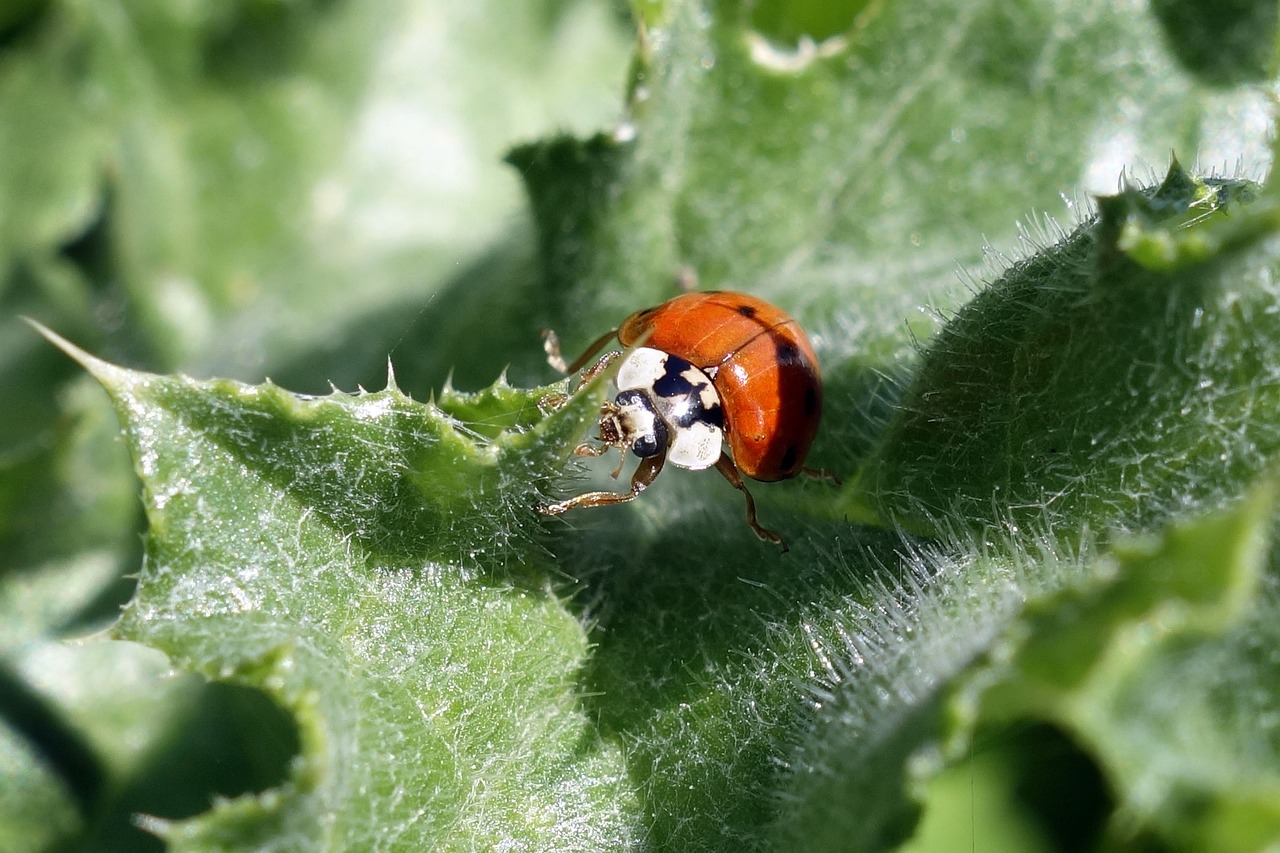 nature ladybug macro free photo