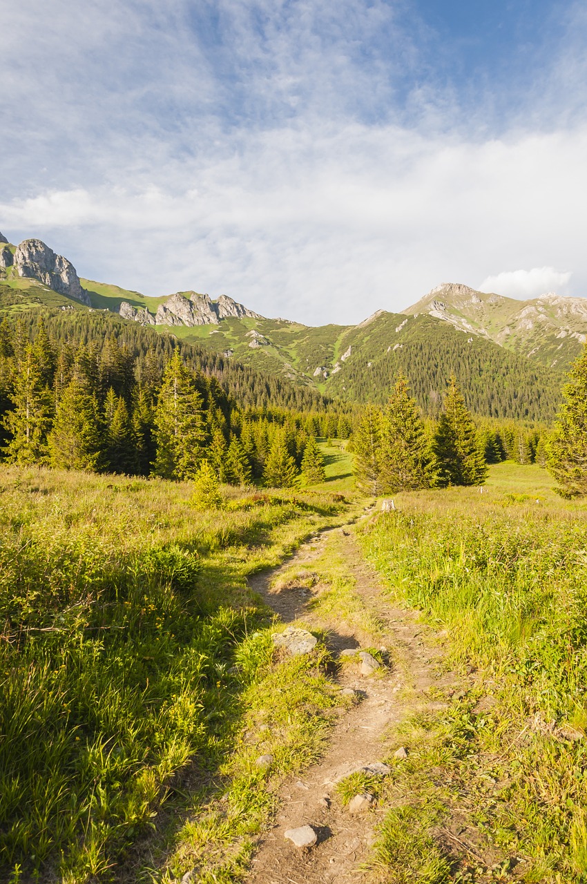 nature landscape forest free photo