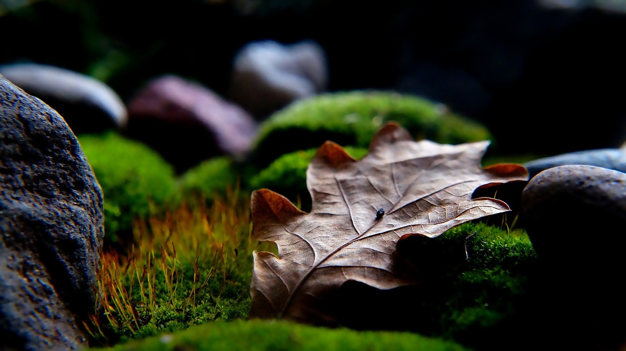 nature plants dry free photo