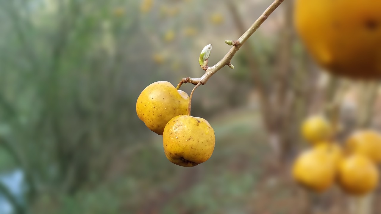 nature fruits branch free photo