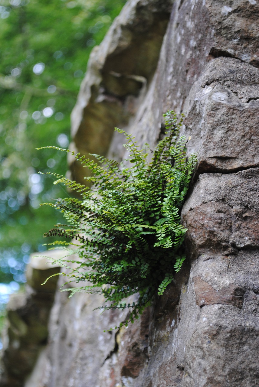nature fern wall free photo