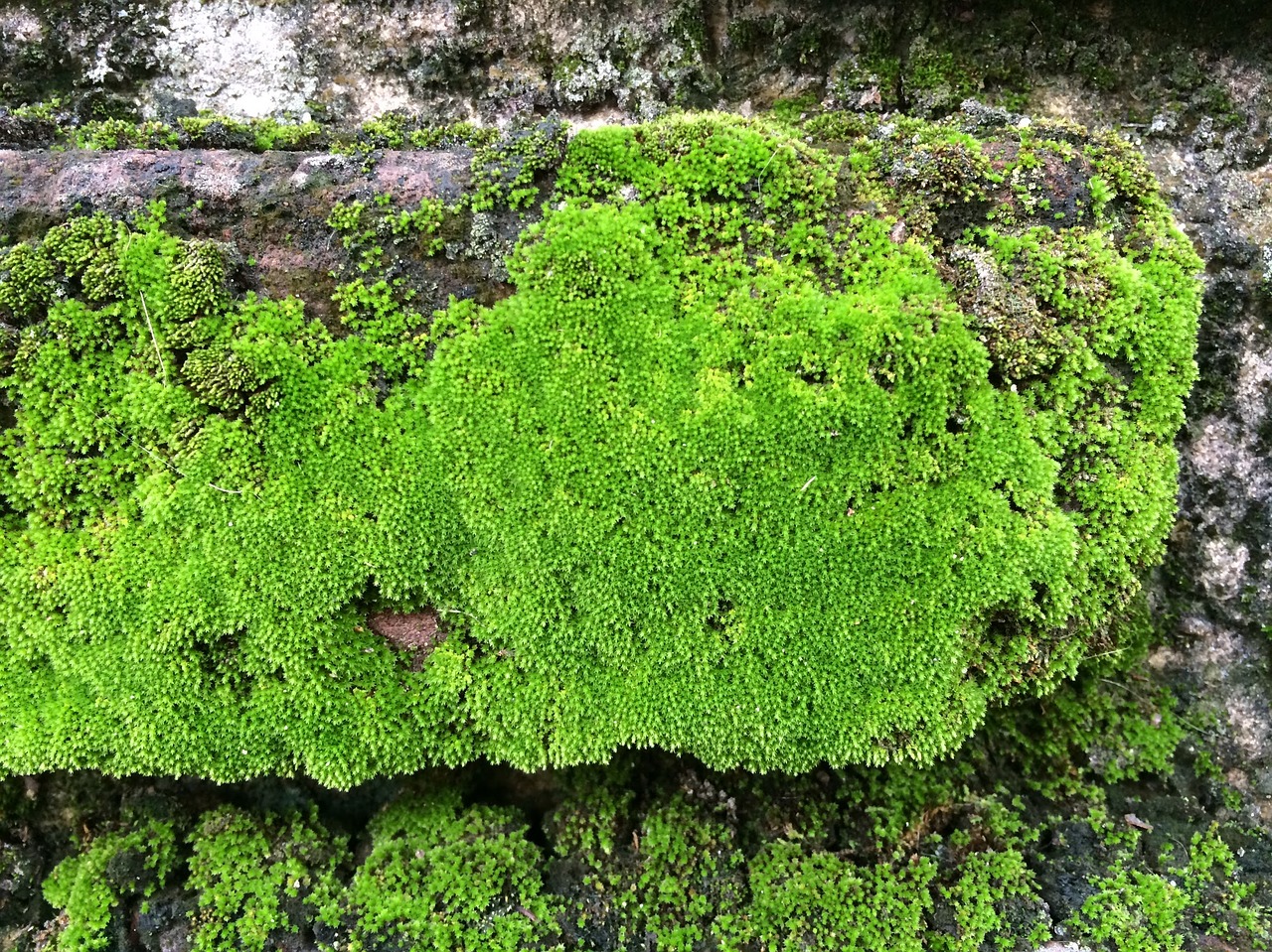 nature moss rock free photo