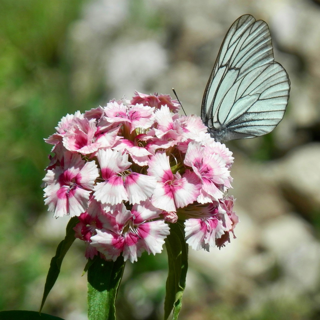 nature flower butterfly free photo