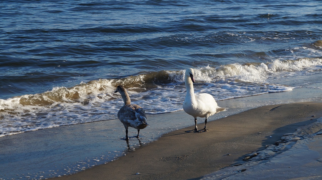 nature animals birds free photo