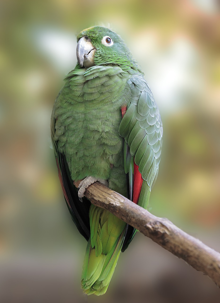 nature birds parrot free photo